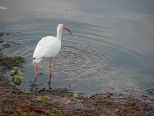 White ibis wading along the Sanibel shoreline
