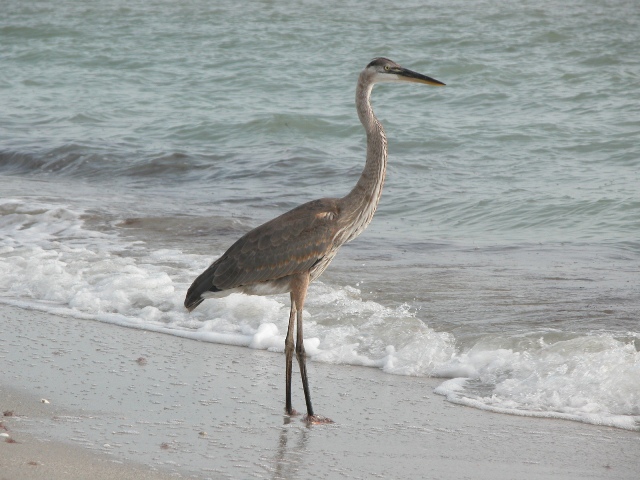 Great blue heron standing at the water’s edge