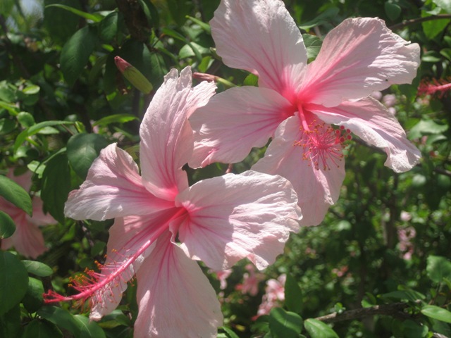 Pink hibiscus flowers in tropical foliage